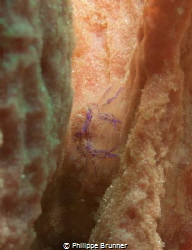 A smal crab inside a sponge by Philippe Brunner 